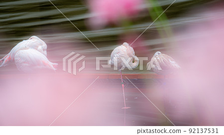 Flamingo Flamingo 92137531
