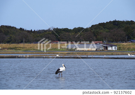 A scene of storks flying into a paddy field where a flock of swans is on the wall ... Yasugi City, Shimane Prefecture: Sunny A scene of storks flying into a paddy field where a flock of swans is on the wall ... Yasugi City, Shimane Prefecture: Sunny 92137602