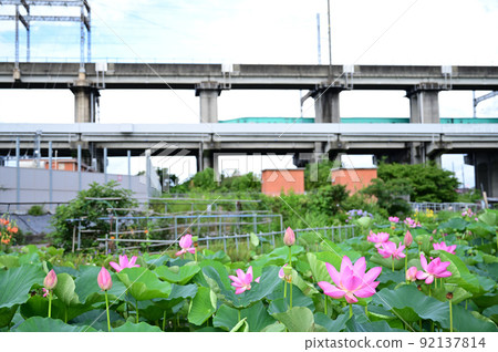 埼玉縣原市沼古蓮花和新幹線上尾市 埼玉縣原市沼古蓮花和新幹線上尾市 92137814