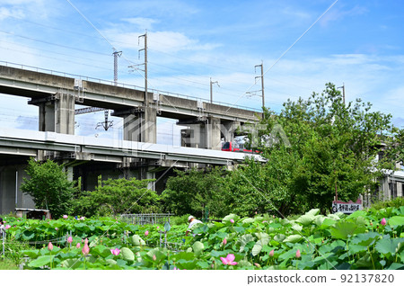 埼玉縣上尾市原市沼古蓮花與新梭 埼玉縣上尾市原市沼古蓮花與新梭 92137820