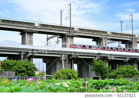埼玉縣上尾市原市沼古蓮花與新梭 92137821