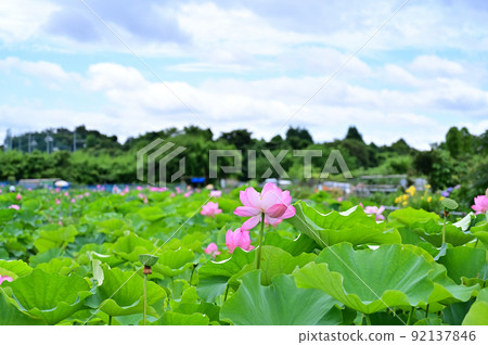 Ancient lotus flower in Haraichi-numa, Ageo City, Saitama Prefecture Ancient lotus flower in Haraichi-numa, Ageo City, Saitama Prefecture 92137846