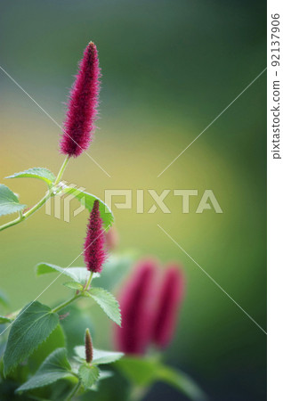 Cat tail like a fairy tale 92137906