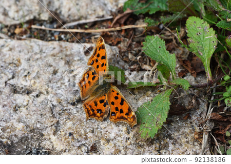 Autumn flowers and commas 92138186