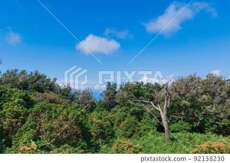 Scenery of the Izusan ridgeline sidewalk in summer Shrubs on the plateau Scenery of the Izusan ridgeline sidewalk in summer Shrubs on the plateau 92138230
