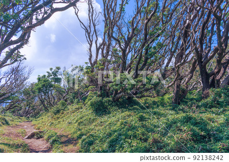 高原夏季灌木伊豆山山脊線人行道風光 高原夏季灌木伊豆山山脊線人行道風光 92138242