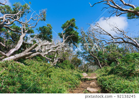 Scenery of the Izusan ridgeline sidewalk in summer Shrubs on the plateau Scenery of the Izusan ridgeline sidewalk in summer Shrubs on the plateau 92138245