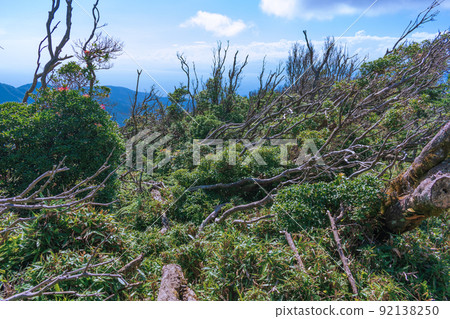 高原夏季灌木伊豆山山脊線人行道風光 高原夏季灌木伊豆山山脊線人行道風光 92138250
