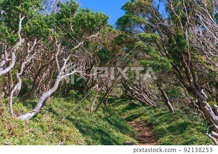 高原夏季灌木伊豆山山脊線人行道風光 高原夏季灌木伊豆山山脊線人行道風光 92138253