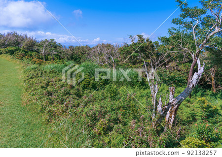 Scenery of the Izusan ridgeline sidewalk in summer Shrubs on the plateau Scenery of the Izusan ridgeline sidewalk in summer Shrubs on the plateau 92138257