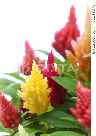 盆栽雞冠花特寫【白底】 92138276