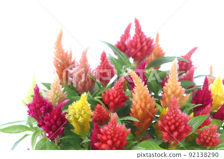 Close-up of potted cockscomb [white background] 92138290