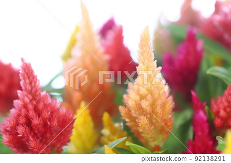 盆栽雞冠花特寫【白底】 92138291