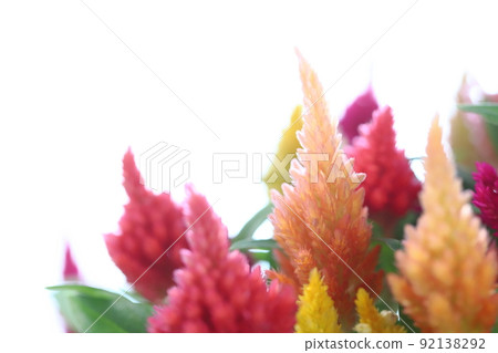 盆栽雞冠花特寫【白底】 盆栽雞冠花特寫【白底】 92138292