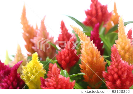 盆栽雞冠花特寫【白底】 盆栽雞冠花特寫【白底】 92138293