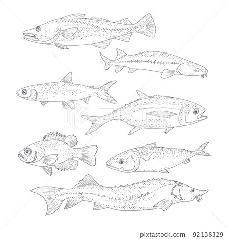 A collection of fish in vintage style 92138329