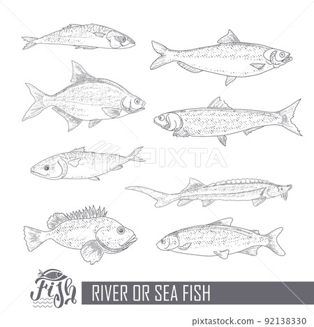 A collection of fish in vintage style A collection of fish in vintage style 92138330