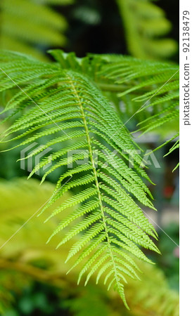 Beautiful leaves of fern mate Ostrich Fern (vertical composition) 8800 Beautiful leaves of fern mate Ostrich Fern (vertical composition) 8800 92138479