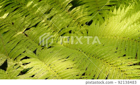 Beautiful leaves of fern mate Ostrich Fern 8803 Beautiful leaves of fern mate Ostrich Fern 8803 92138483