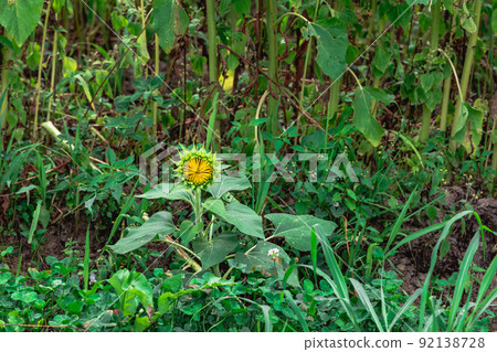 兵庫向日葵山公園向日葵開花前 兵庫向日葵山公園向日葵開花前 92138728