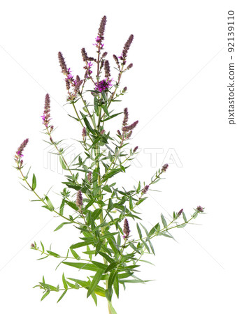 Purple loosestrife bush with flowers, isolated on white background. Lythrum salicaria. Herbal medicine. Clipping path. 92139110