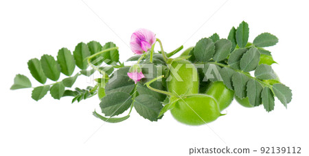 Green chickpeas in the pod with green leaves and flowers, isolated on white background. Cicer arietinum. Clipping path. 92139112