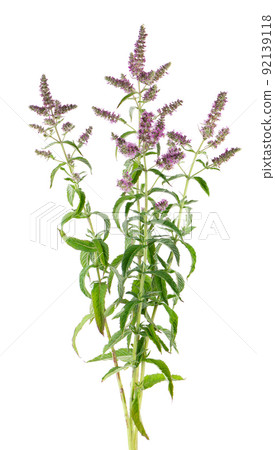 Silver horse mint with flowers, isolated on white background. Mentha longifolia. Herbal medicine. Clipping path. 92139118