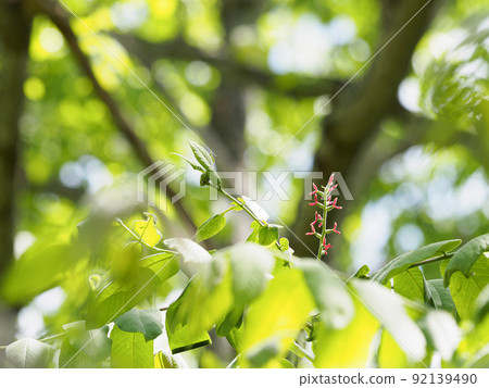 Walnut female flower 92139490