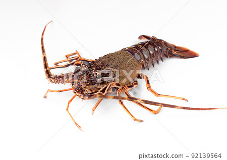 Fresh spiny lobster or sea crayfish isolated on white background, common Mediterranean lobster Fresh spiny lobster or sea crayfish isolated on white background, common Mediterranean lobster 92139564
