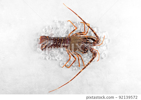 Fresh spiny lobster or sea crayfish on crash ice, common Mediterranean lobster on concrete gray background Fresh spiny lobster or sea crayfish on crash ice, common Mediterranean lobster on concrete gray background 92139572