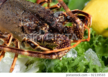 Fresh spiny lobster or sea crayfish with salad, tomatoes and lemon, preparation for cooking common Mediterranean lobster Fresh spiny lobster or sea crayfish with salad, tomatoes and lemon, preparation for cooking common Mediterranean lobster 92139583