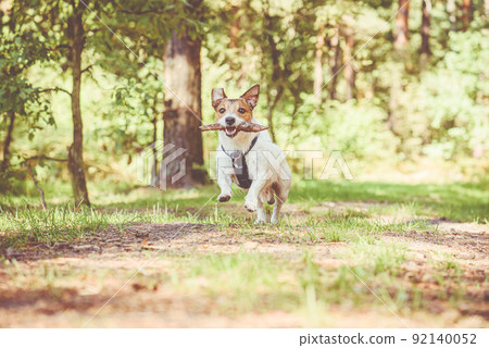 Dog with small stick running on path for hikers in wild woods 92140052