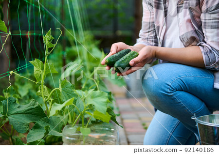 Close-up of woman gardener's hands holding freshly harvested cucumbers. Growing organic vegetables in the eco farm  92140186