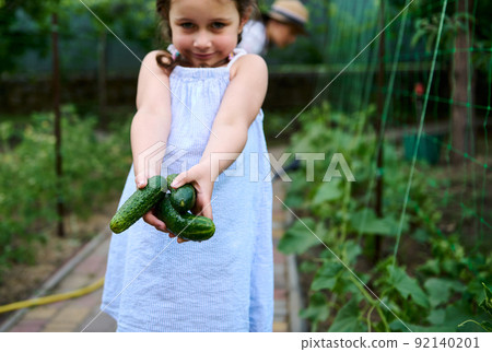 Ripe cucumbers in a girl's hands, wearing summer sundress, helping her mother on harvesting vegetables in organic farm  92140201