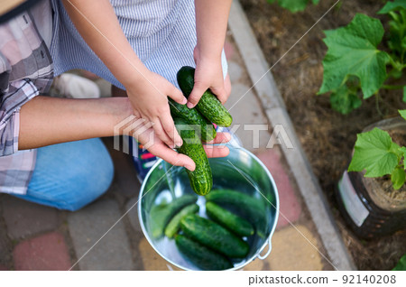 Top view of mom and child hands holding harvested ripe ready-to-eat cucumbers above a metal bucket. Family eco farm Top view of mom and child hands holding harvested ripe ready-to-eat cucumbers above a metal bucket. Family eco farm 92140208