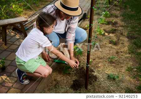 Top view. Gardeners planting seedlings in open ground. Family agribusiness. Little girl helps her mother in agriculture  92140253