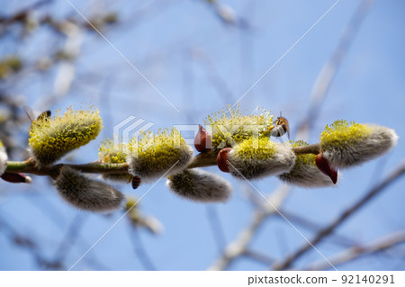 Bee and pussy-willow. Bees collect the first pollen from flowering vines in early spring. The honey bee collects the pollen from the willow. 92140291