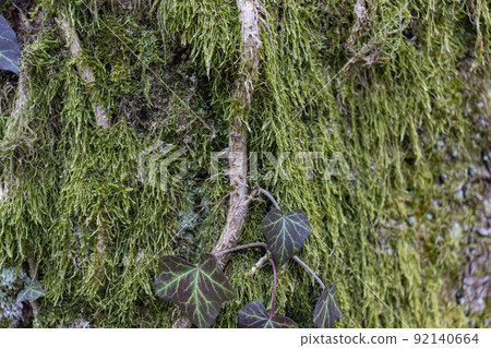 Ivy Growing on a Mossy Tree Trunk. Ivy climbing on mossy bark of a tree. Close up Ivy Growing on a Mossy Tree Trunk. Ivy climbing on mossy bark of a tree. Close up 92140664