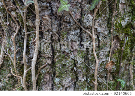 Natural background with textured grey bark and green ivy leaves on border. Park and eco-friendly banner. Copyspace Natural background with textured grey bark and green ivy leaves on border. Park and eco-friendly banner. Copyspace 92140665