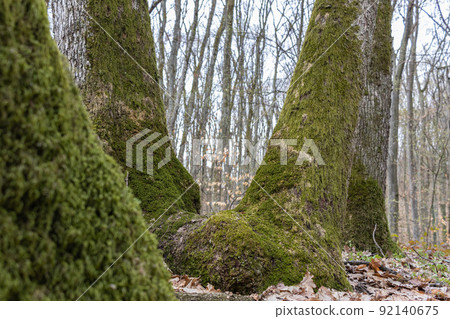 Mossy sprawling tree trunk deep in mountain forest 92140675