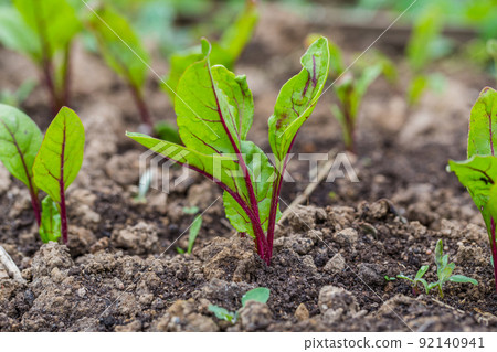 Young, sprouted beet growing in open ground flat bed into the garden. Growing vegetables at home. 92140941