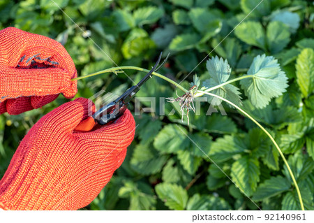 a gardener cuts a young strawberry mustache with a pruner a gardener cuts a young strawberry mustache with a pruner 92140961