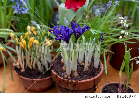 Small spring flowers in the garden. Tiny purple-blue irises in a clay pot, Iris reticulata or dwarf iris, bulbous plant Small spring flowers in the garden. Tiny purple-blue irises in a clay pot, Iris reticulata or dwarf iris, bulbous plant 92140977