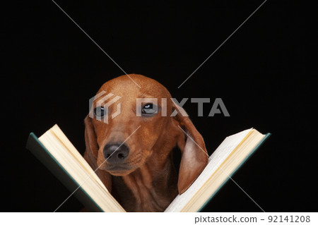 image of dog book dark background 92141208