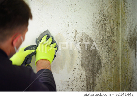 Gray mold and fungus on the wall of the room, the effects of high and excessive humidity in the room. Gray mold and fungus on the wall of the room, the effects of high and excessive humidity in the room. 92141442