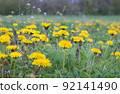 Dandelion field on a sunny day. Blooming dandelions in the spring on a meadow. 92141490