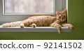 Portrait of a resting ginger cat close-up. The red cat lies on the windowsill. 92141502