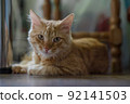 The cat is looking at the camera intently. The red cat lies on the floor in the room. 92141503
