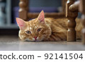 The cat is looking at the camera intently. The red cat lies on the floor in the room. 92141504