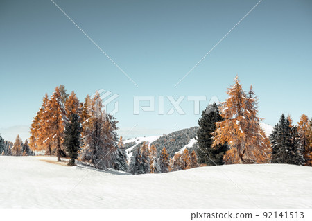 Picturesque landscape with orange larches covered by first snow Picturesque landscape with orange larches covered by first snow 92141513
